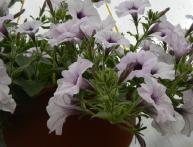 Петуния белая