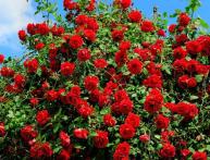 Красные розы