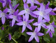 Колокольчик Пожарского