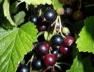 Черная смородина на ветке