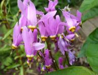 Додекатеон