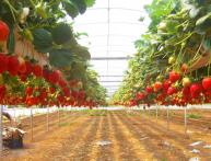 Клубника в теплице