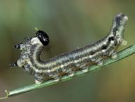 Сосновый пилильщик