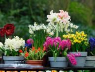 Луковичные