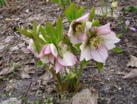 Helleborus