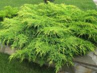 Можжевельник