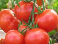 Помидоры ранние