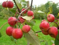 Apple-tree