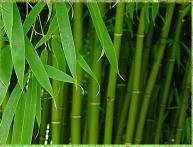 Бамбук