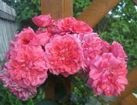 Розариум ютерсен