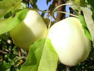 Яблоня после прививки