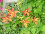 Беламканда китайская