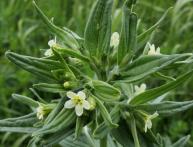 Воробейник