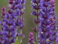 Salvia