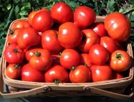 Томаты из теплицы