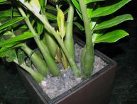 Замиокулькас