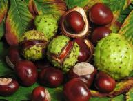 Плоды каштана