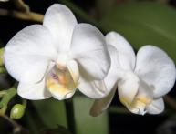 Orchidaceae