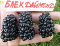 Блэк даймонд