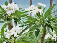 Пахиподиум ламера