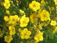 Лапчатка кустарниковая голдфингер