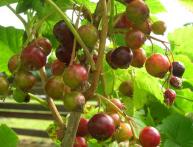 Болезни смородины