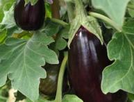 Баклажаны в огороде