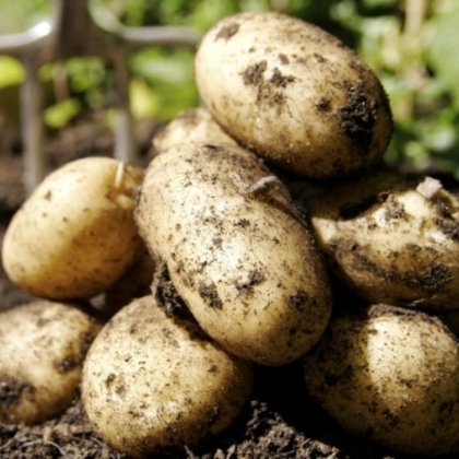 Урожайность картофеля Гала