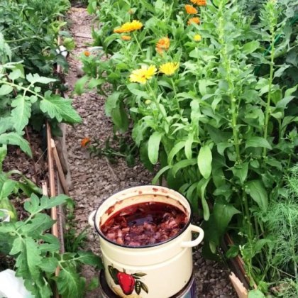 Удобрение для рассады томатов в домашних условиях