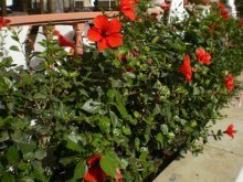 Гибискус садовый древовидный – уход и выращивание