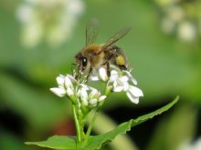опыление пчелами
