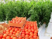 томат дворцовый выращивание в темплице