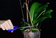 обрезка орхидеи