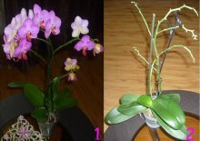 орхидея отцвела