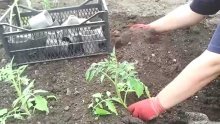 посадка томатов в открытый грунт
