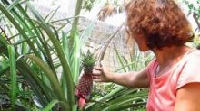 как посадить ананас