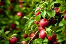 улучшение качества плодов в результате применения удобрений