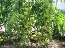 томат полбиг особенности сорта