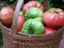 спелые и зеленые томаты, как сделать томаты краными