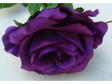 фиолетовые розы - это гибриды