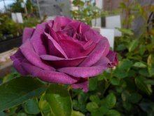 фиолетовые розы на фото