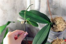 пересадка и размножение орхидеи