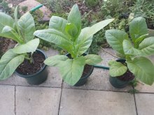выращивание табака