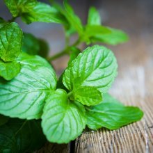 aplikace máty peprné a kontraindikace