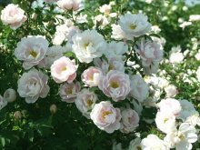 белые парковые розы