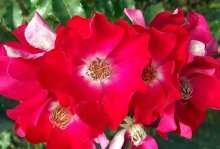 роза Дортмунд, описание