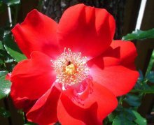 цветение розы Дортмунд