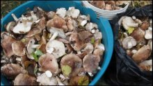сбор грибов рядовок