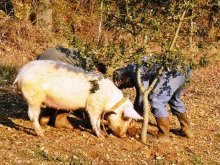 в поисках трюфеля помогают свинки