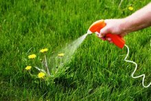 применение гербицидов против сорняков на газоне